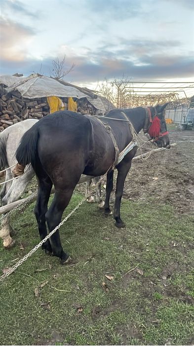 Vand manza 3 ani si un armasar sur 7 ani