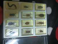 Trusa insecte mai multe detalii la telefon