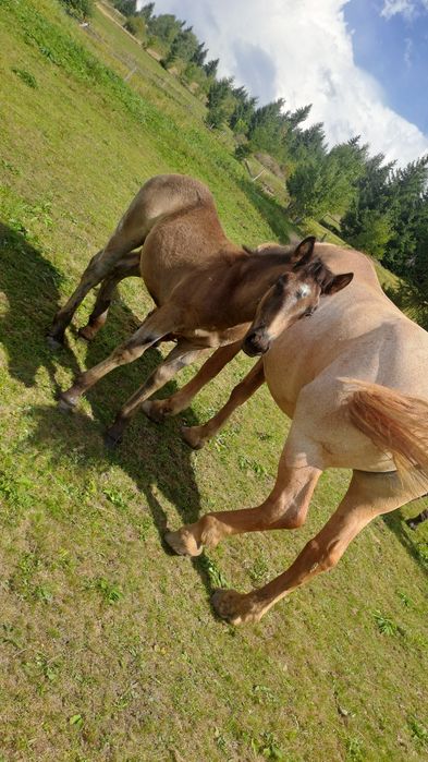 Vând  iapa cu mânz de aproximativ 3 luni