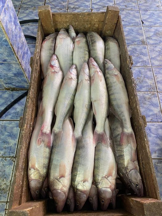 Судак рыба оптом