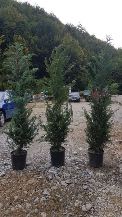 Plante ornamentale Tuia mesteacăn magnolia leylandi