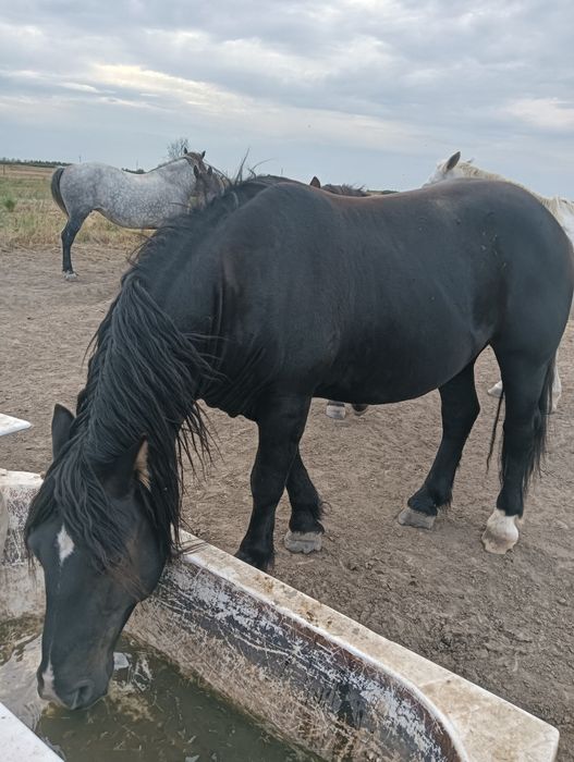 Cai de vânzare Giulvăz