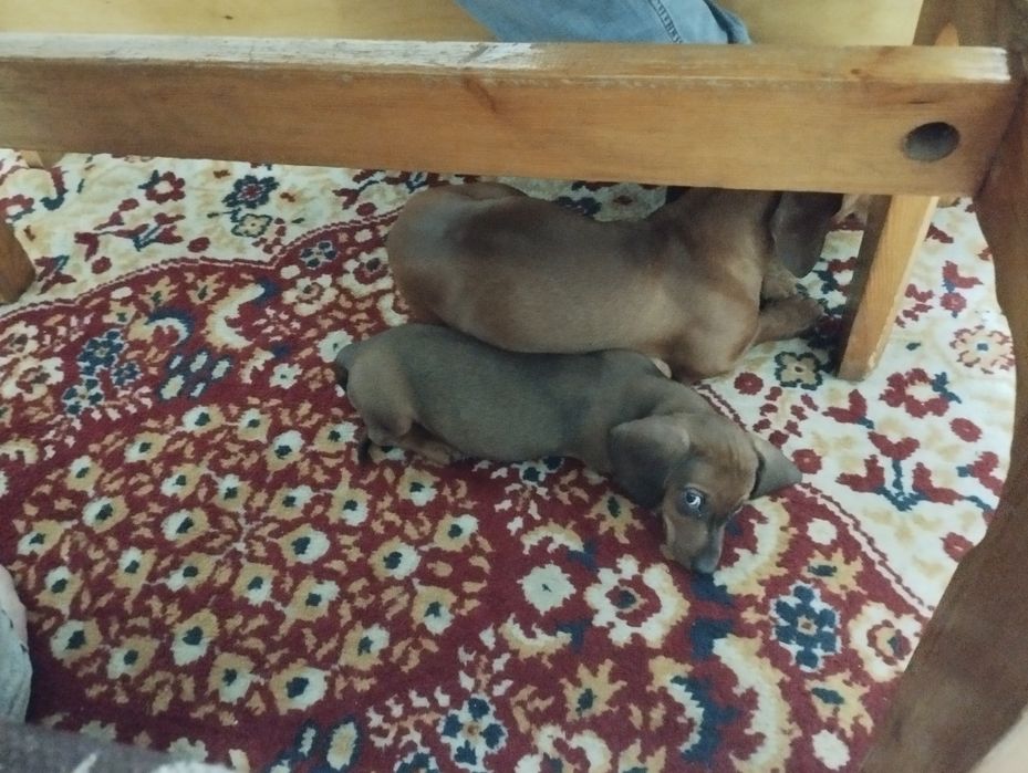 Продаю щенка таксы.Возраст 2 месяца,чистакровная