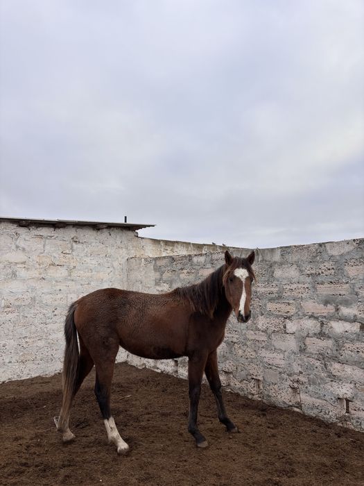 Высококровь кунан сатылады