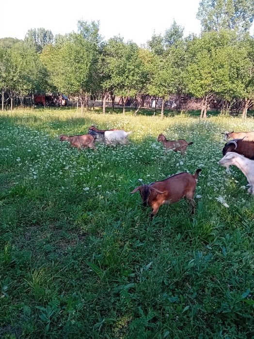 De vânzare 4 capre