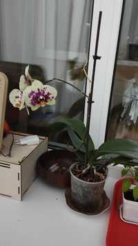 Орхидея комнатные цветы