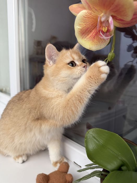 British shorthair golden