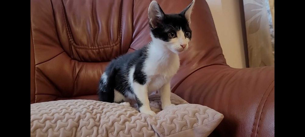 Adoptie pui de pisica de 4 luni VACCINATI DEPARAZITATI