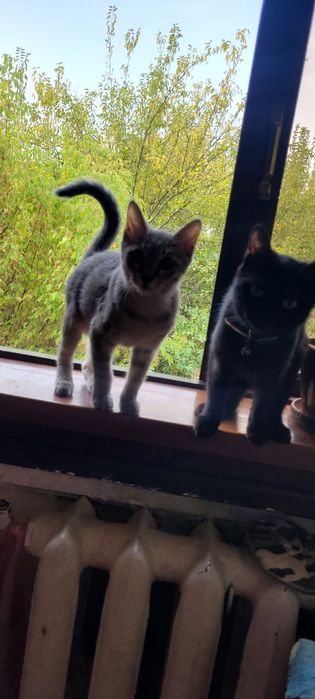 Отдам 2 котят в добрые руки