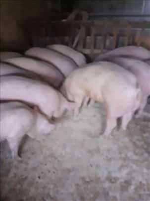 Продавам прасета и малки прасенца