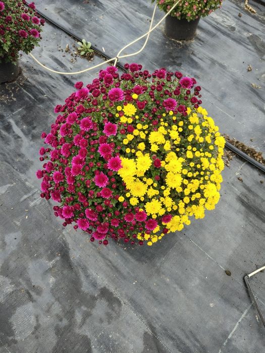 Crizanteme la ghiveci