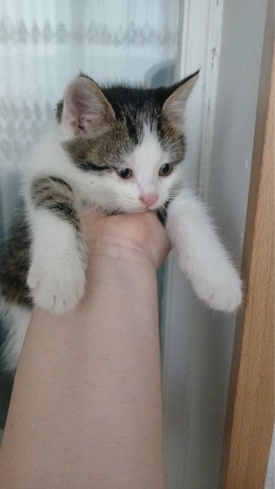 Отдам бесплатно кота