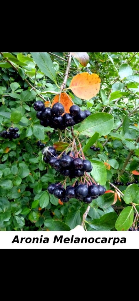 FAN>RO pomi fructiferi Cires Prun Gutui Migdal Aronia Alun Visin Mar