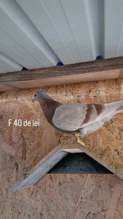 Vand porumbei voiajori