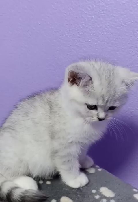 British chinchila silver