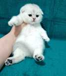 Продаётся чистокровный шотландский котёнок скоттиш фолд
