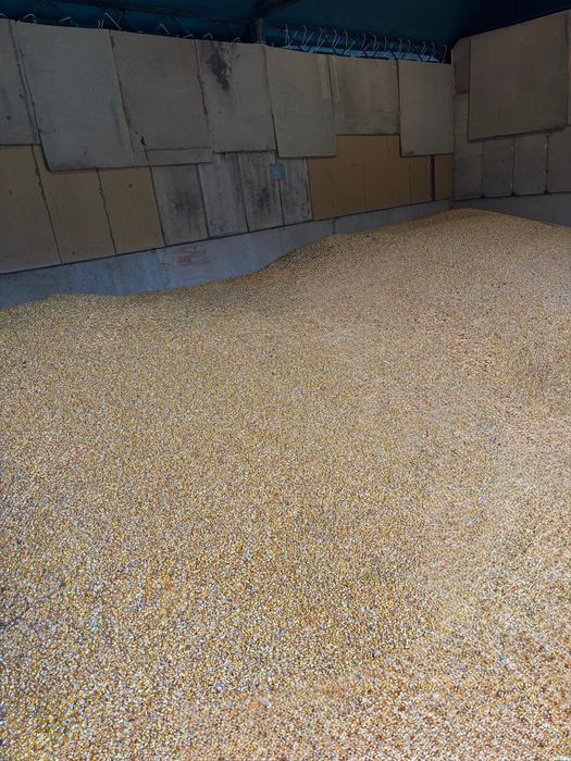 Porumb 2025 ,16% umiditatea