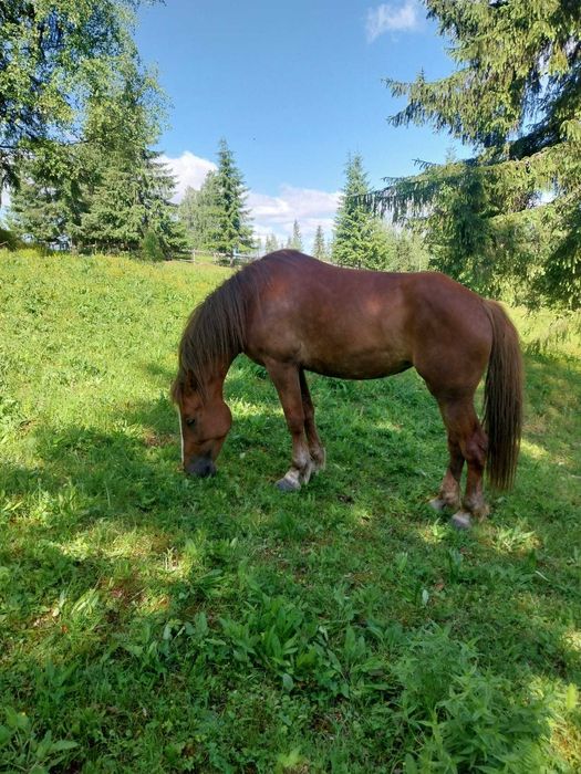 Schimb iapa cu animale