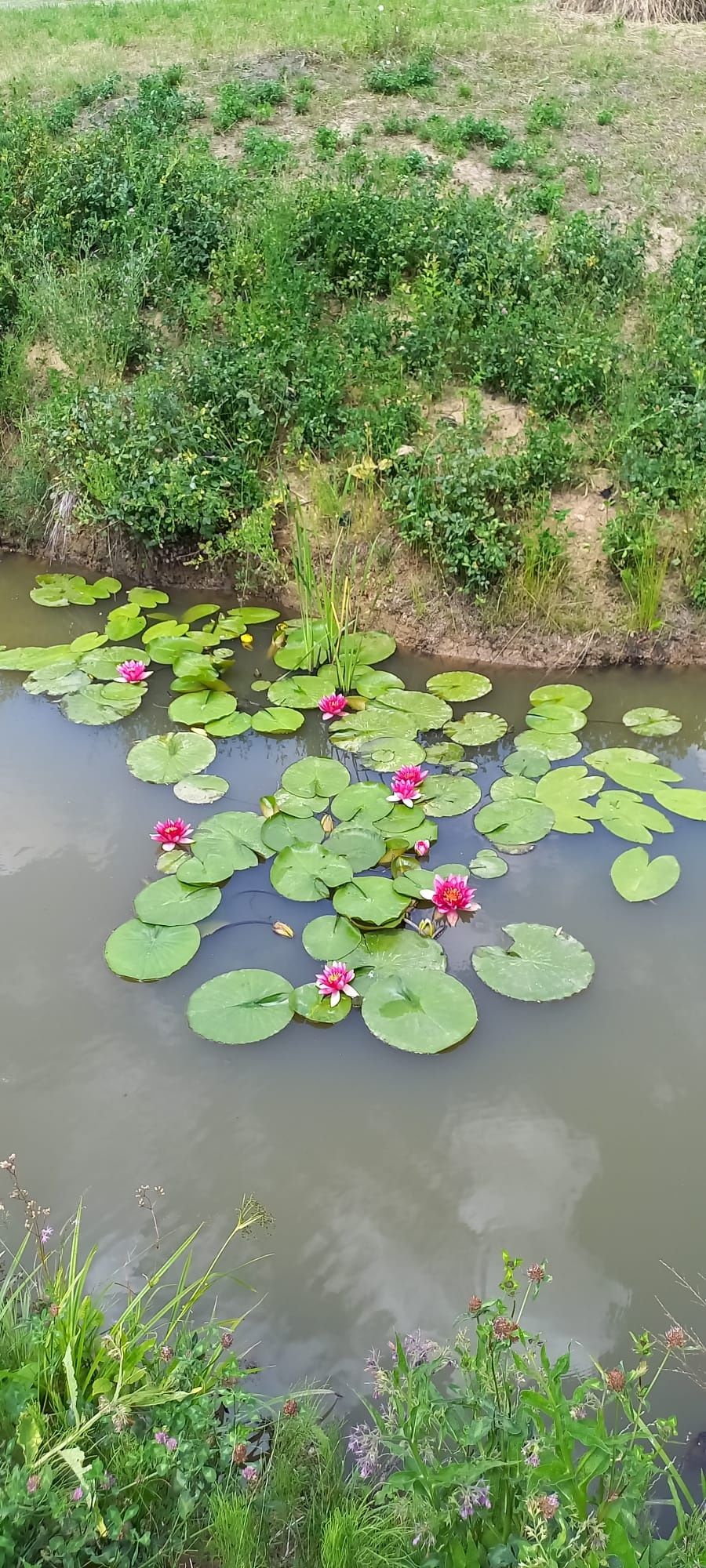 Nuferi de iaz, maturi, helestee, planta