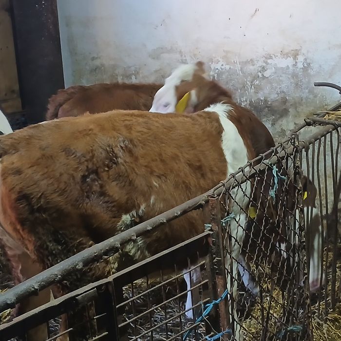 Vitei baltata românească