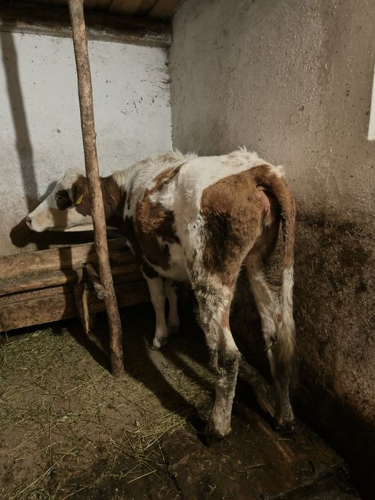 Vand juninca de pasune