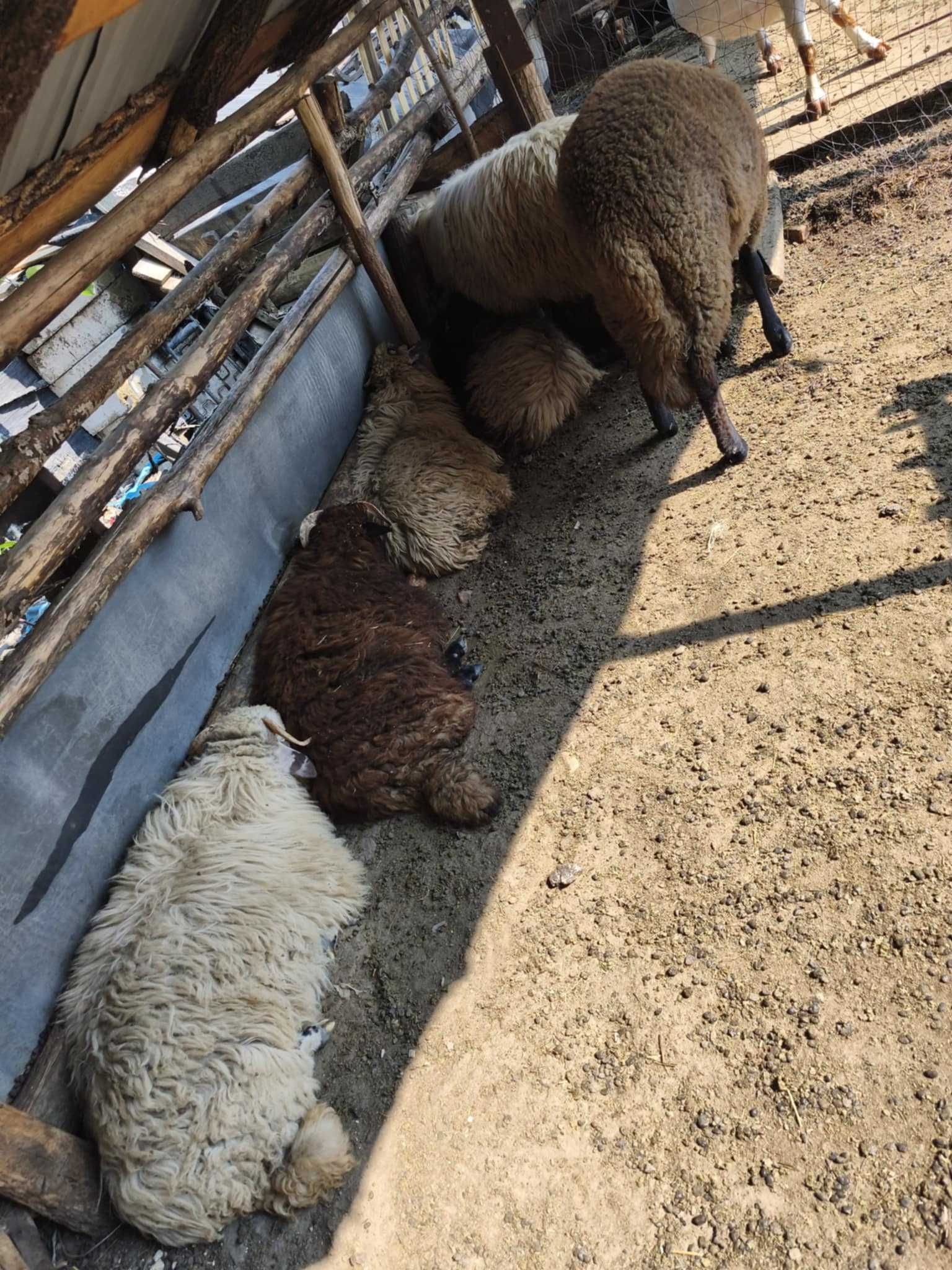 Vând 7 mei 4 berbeci și 3 miele