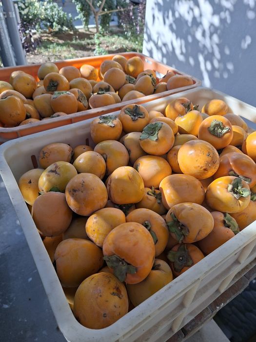 Хурма со сваего огорода