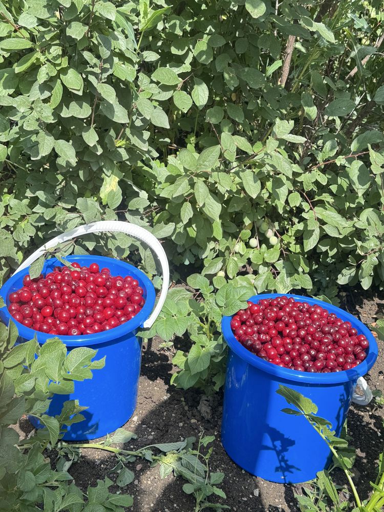 Продано. Вишню свежую, спелую, крупную