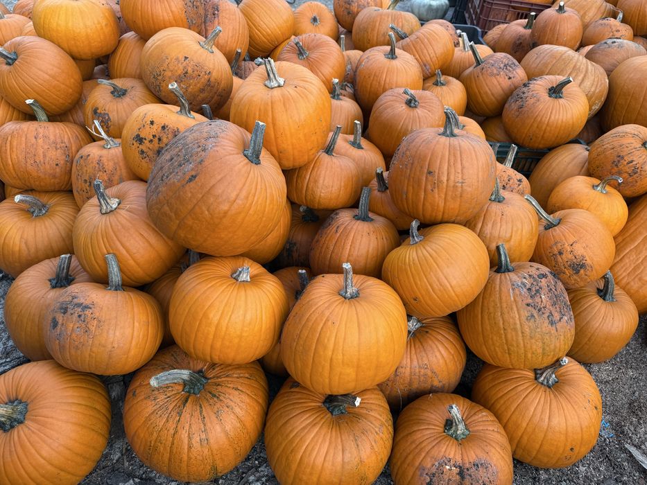 Vând bostani de Halloween