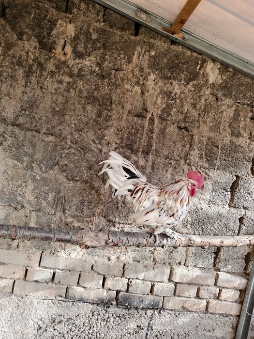 Товук хурозлар сотилади япон. Соглом