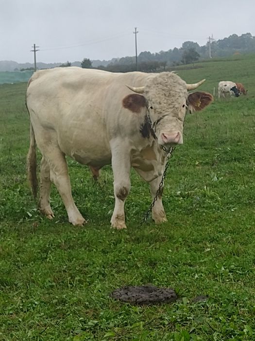 Vând taur gras și frumos!!!
