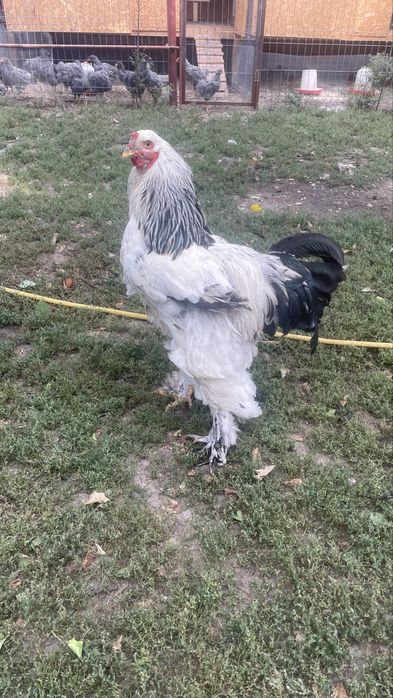 Cocos Brahma de vanzare