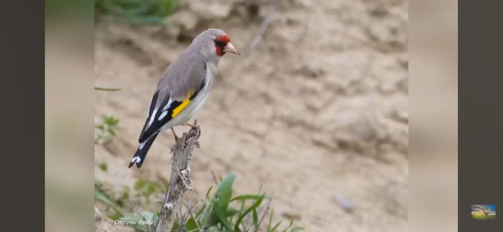 Щигол седоголовый