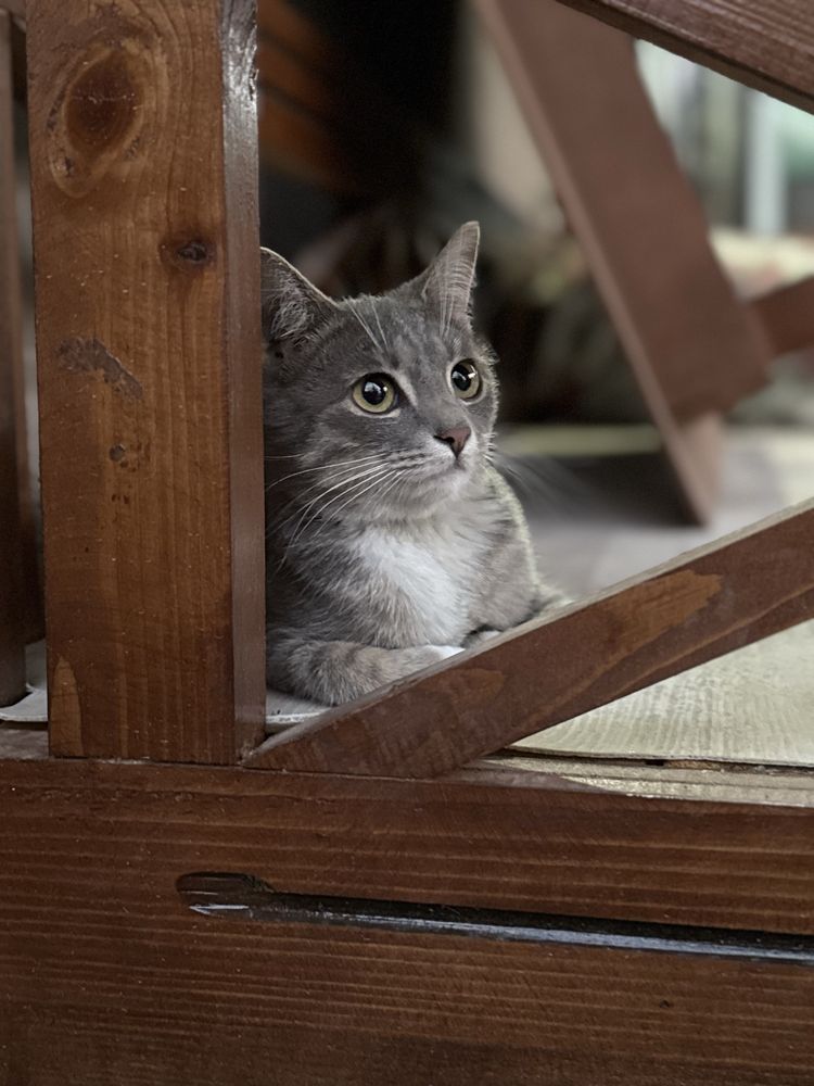 Котенок в добрые руки