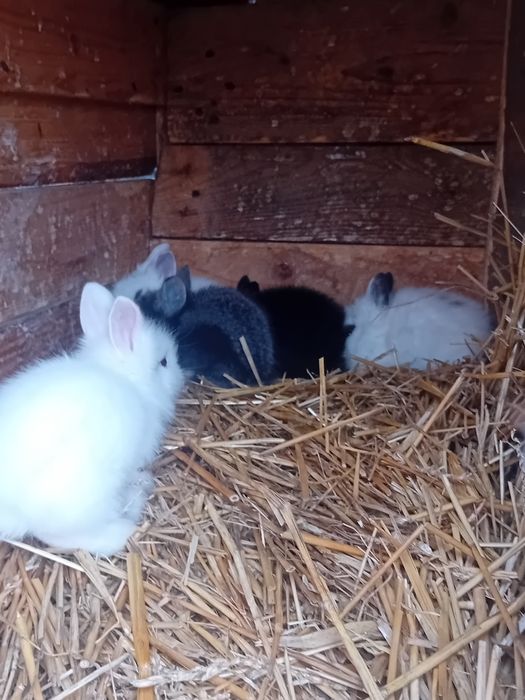 Vând iepuri cap de leu pitic