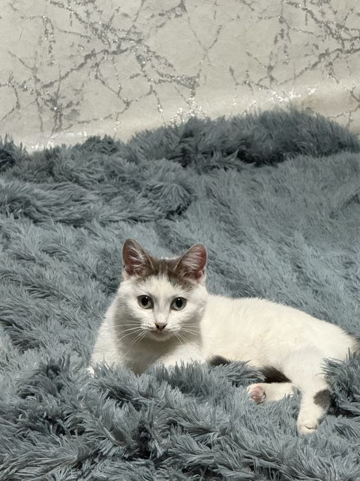 кошечка в добрые руки