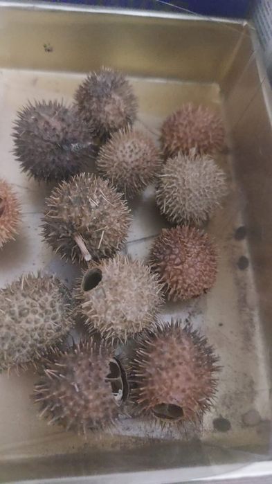 Бурнак свежий.  Горный.