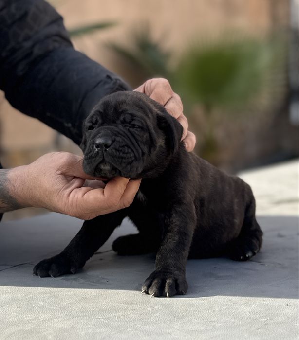 Уникални кученца кане корсо италяно,шоу клас чистокръвни.