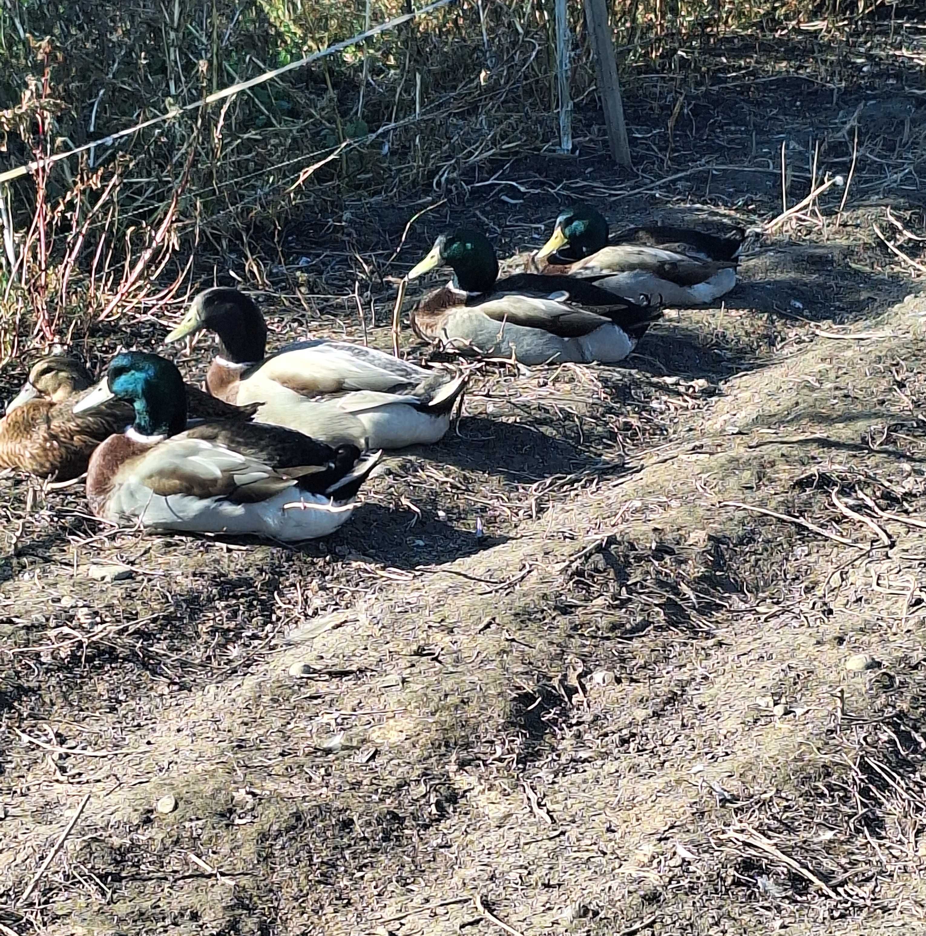 Boboci rata Rouen (rasă grea), varsta 3 zile