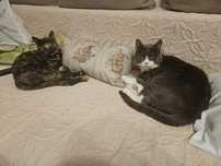 Catsitter daycare