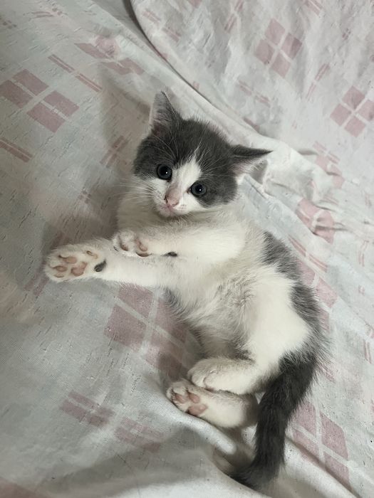 Отдам котят в добрые руки!!!