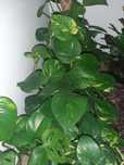 Planta telefon - Epipremnum aureum, Yucca, Zamioculcas, Aloe