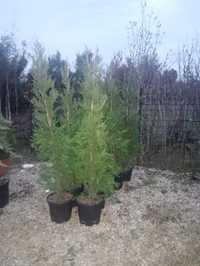 Leylandii ieftini de vanzare