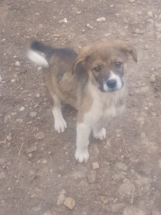 Dau  căței spre adopție căței de rasă ciobănească