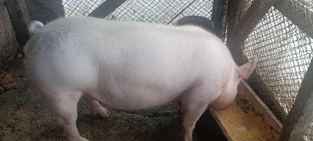 Продавам мъжко скопено прасе