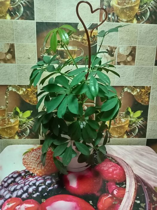 Цветок шефлера.    ……