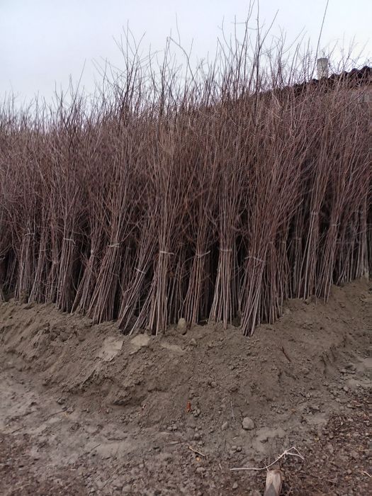 Qora gilos ali Vali gilos