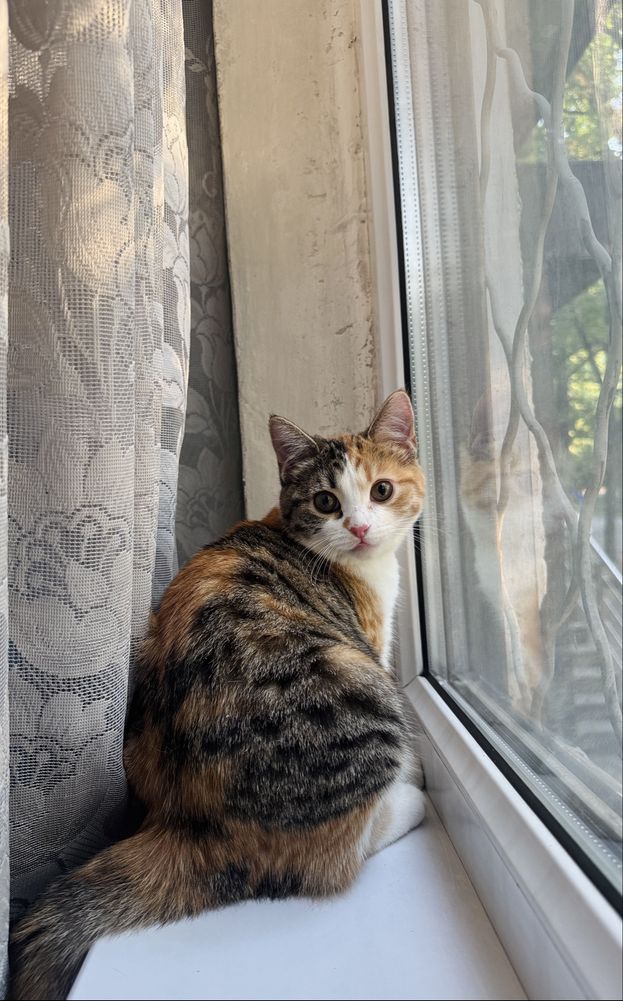 Отдам разноцветную кошечку