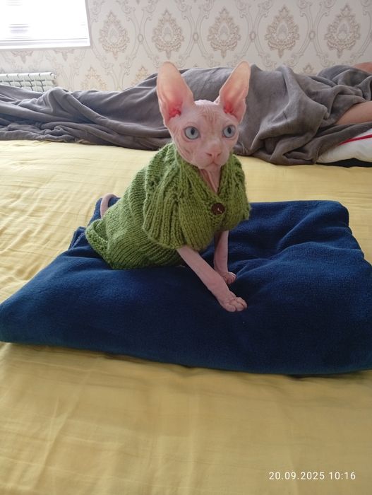 Продается канадский сфинкс кот