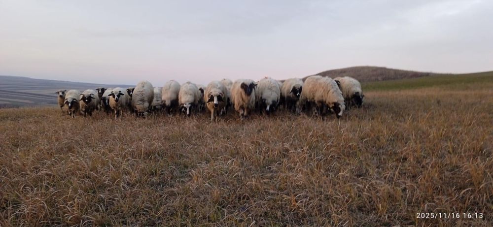 Vând 75 de mieluțe breze